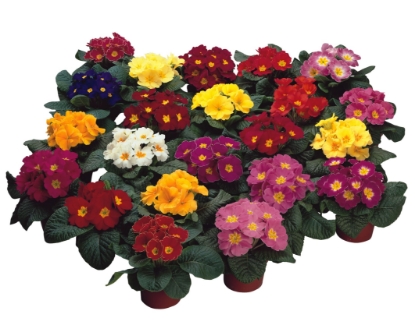 Picture of Primrose - Danova Mixed F1